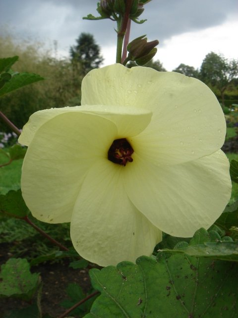 Abelmoschus manihot fleur